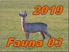 fauna 03